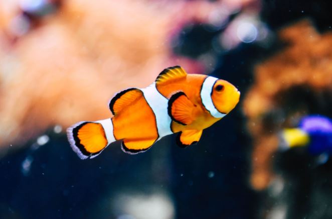 Clownfish: How Did They Become So Popular?