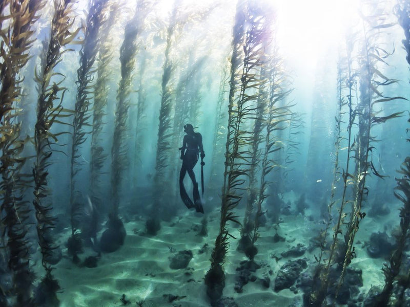 Best Dive Spots In Southern California
