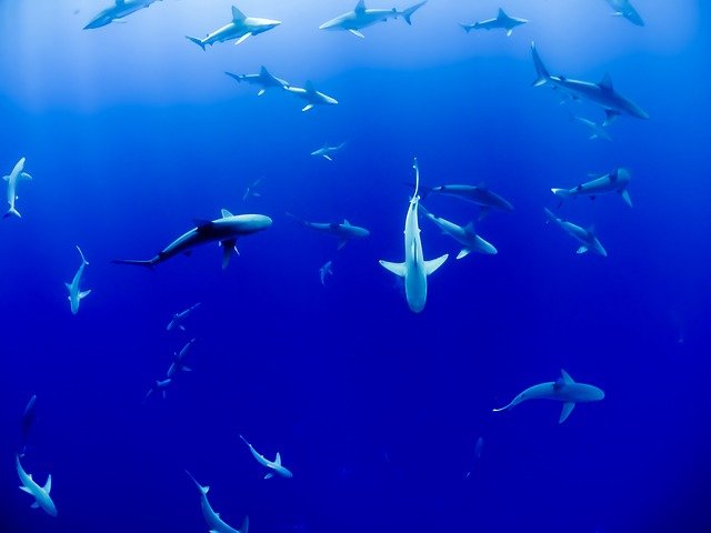 10 Amazing Sharks From Around The World